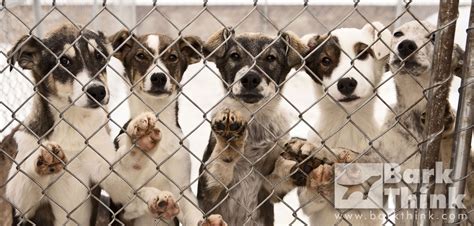humane society international scandal|10 Things You Should Know About HSUS .
